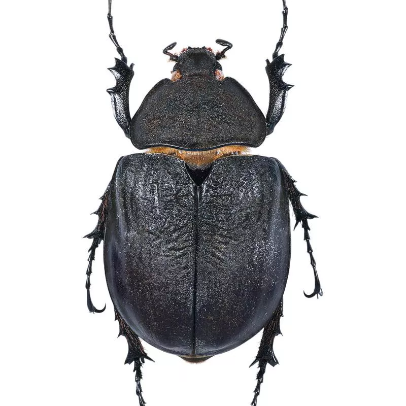 Actaeon Beetle