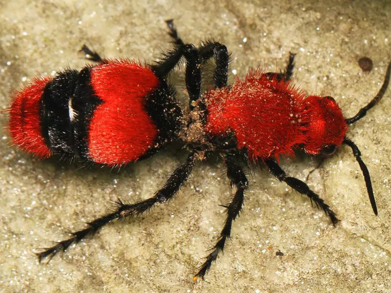 Velvet Ants