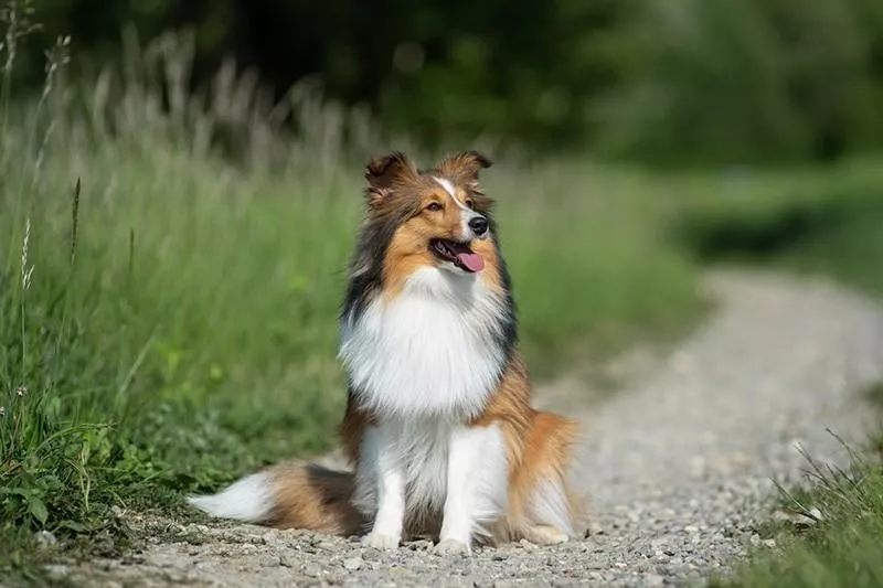 Shetland Sheepdog