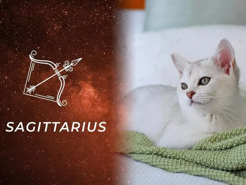 Sagittarius: Burmilla