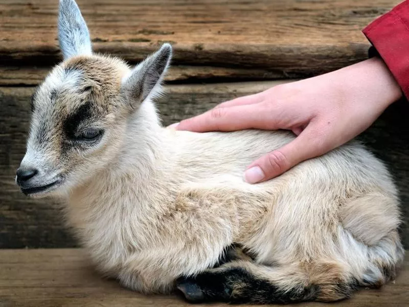 Pygmy Goats