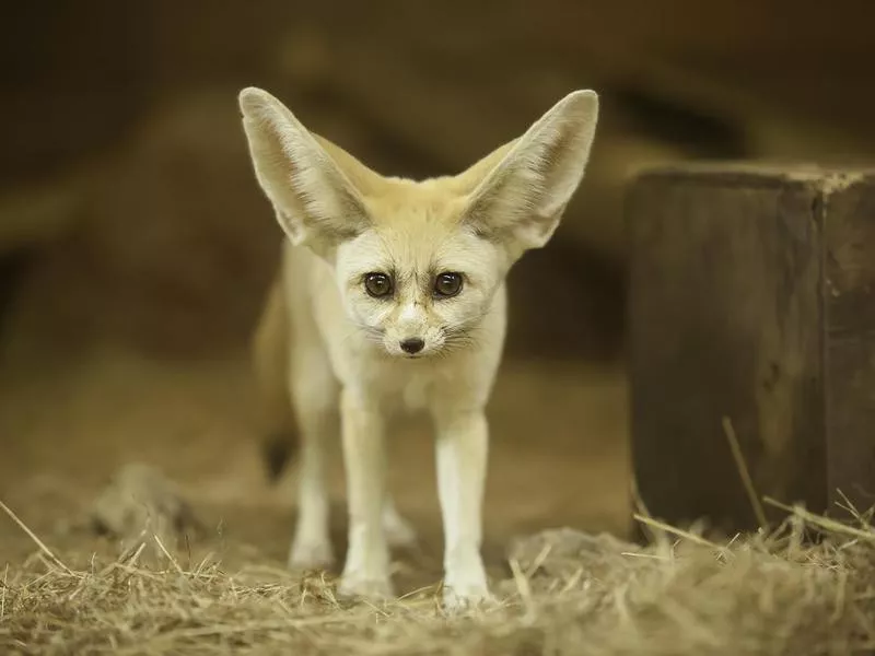 Fennec Fox