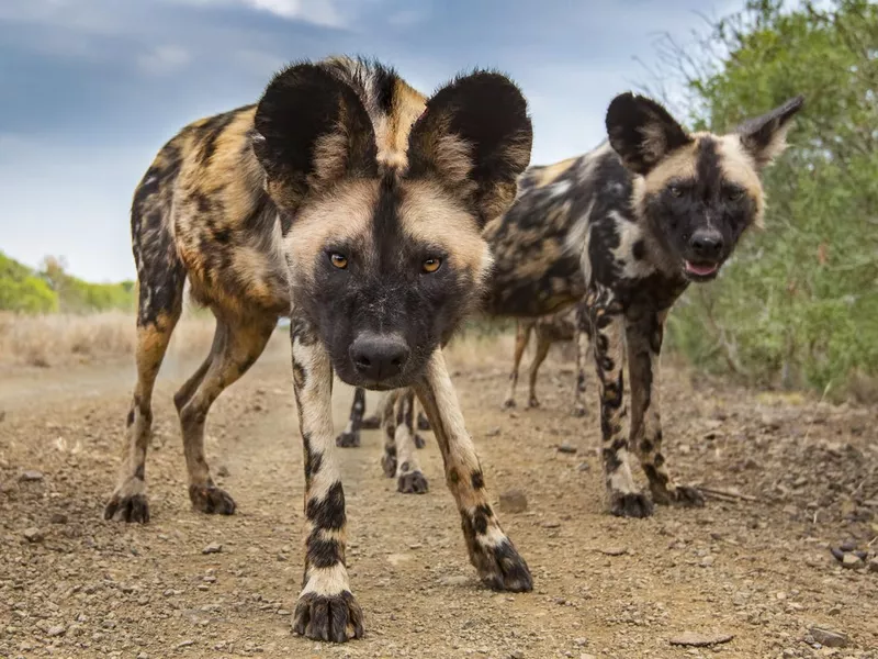 African Wild Dogs