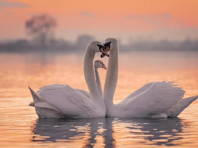 Swans