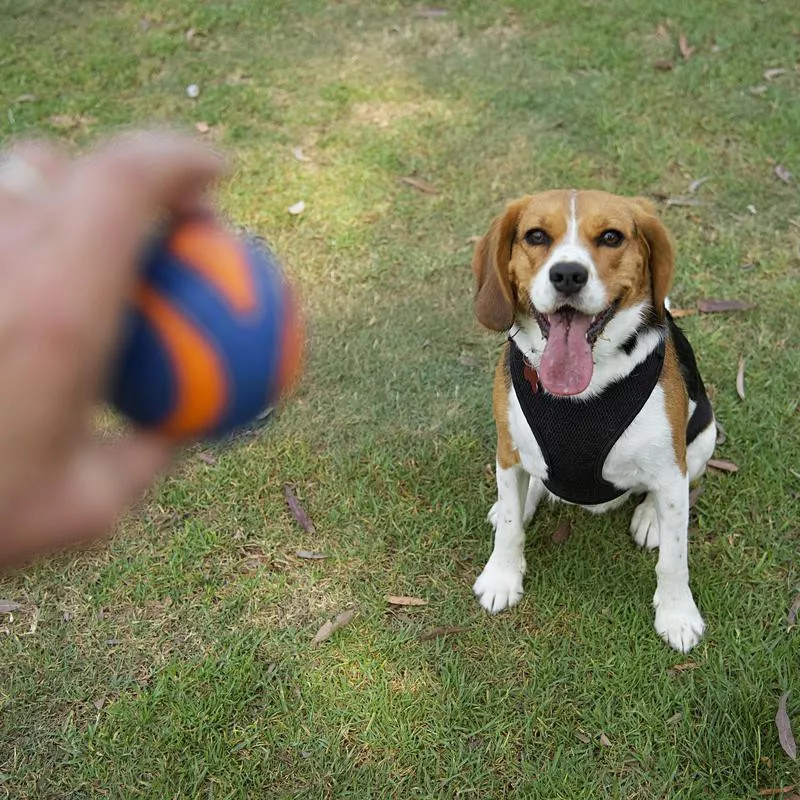 Dog listening to command