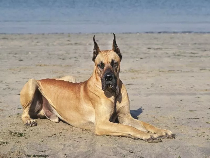 Great Dane