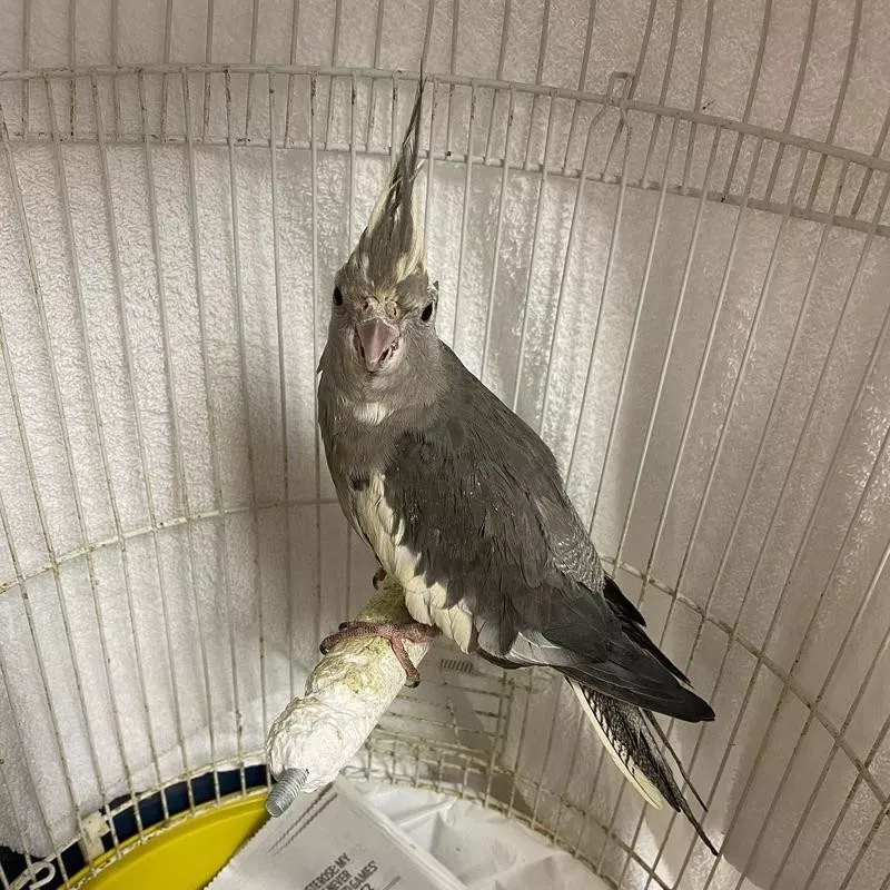 Rescue Cockatiel