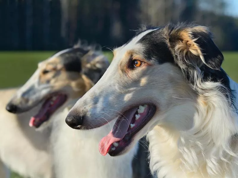 Borzoi