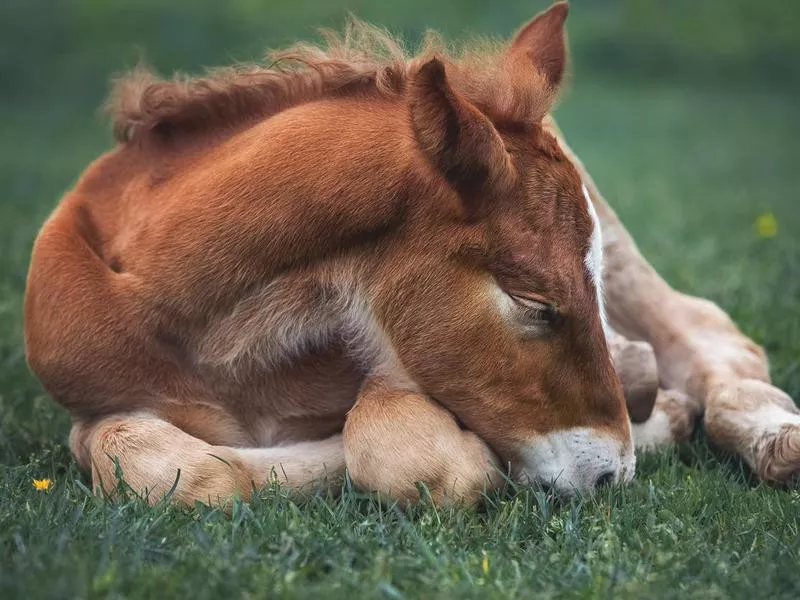 foal sleeping