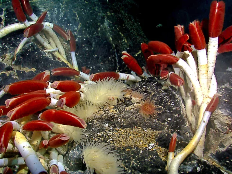 Giant Tube Worm