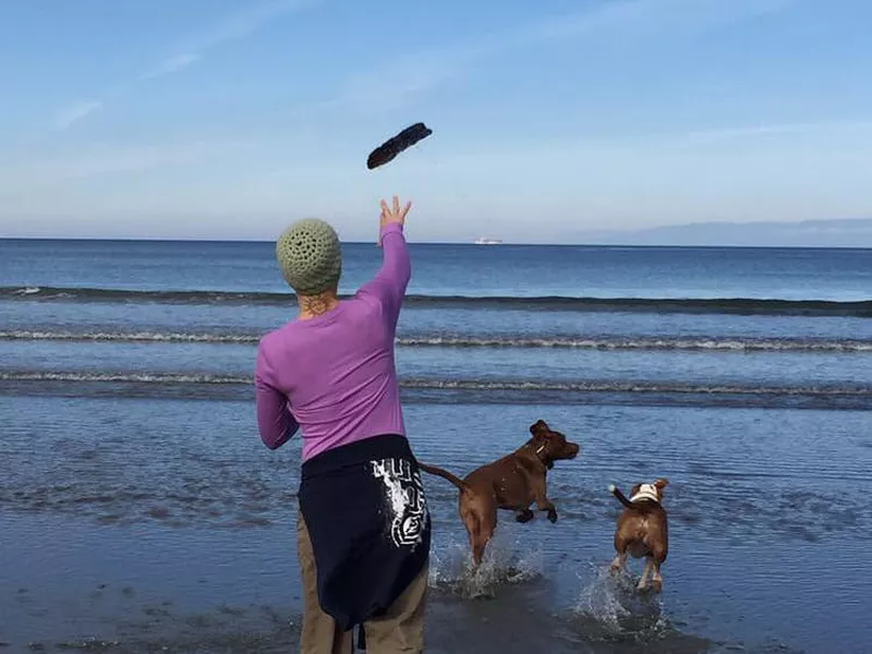 Dogs playing fetch at the beach