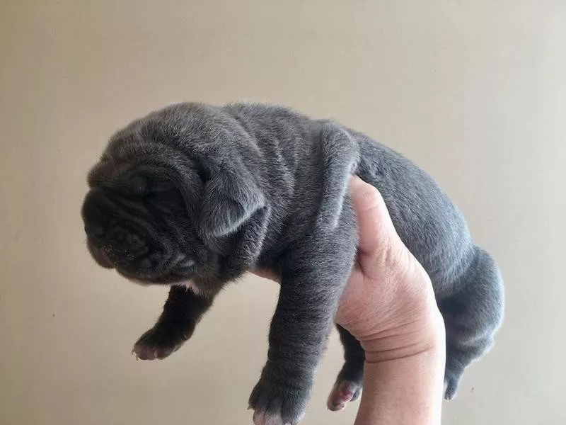 Newborn Neapolitan Mastiff