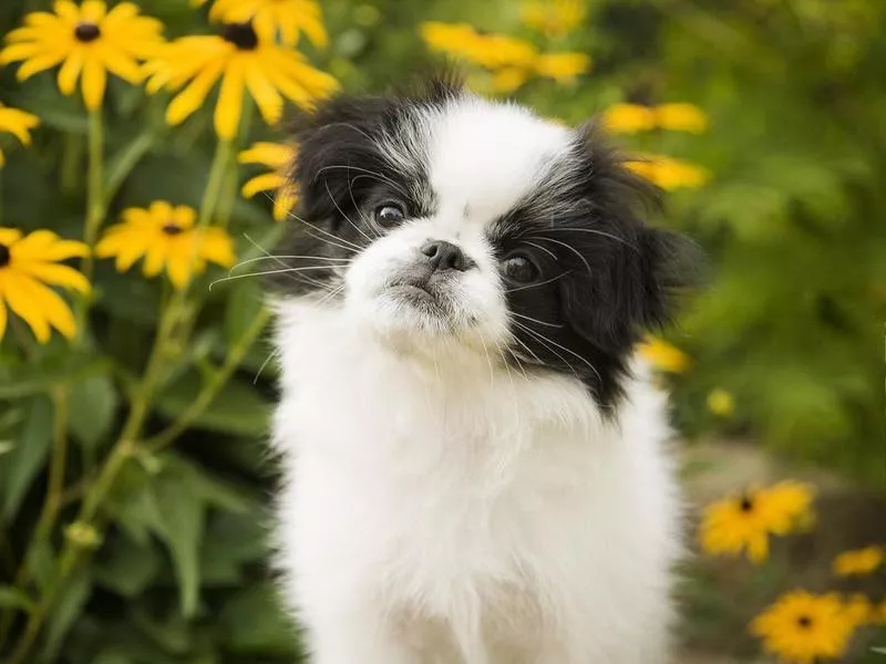 Japanese Chin