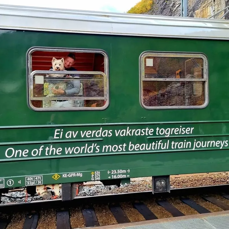 Dog traveling by train