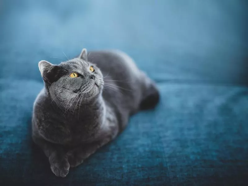 British Shorthair Cat