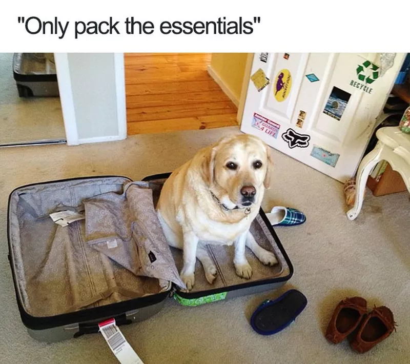 Dog in suitcase