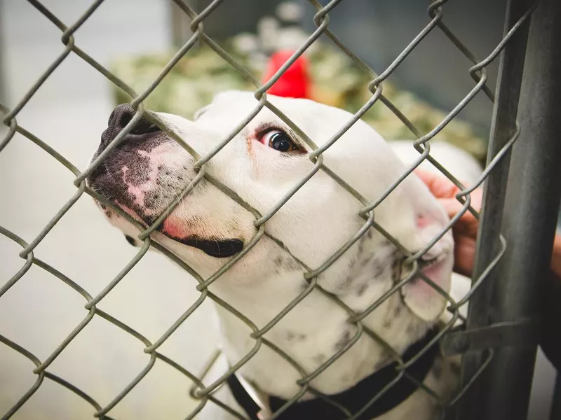 Bulldog Behind Chain Link Fence In Animal Shelter