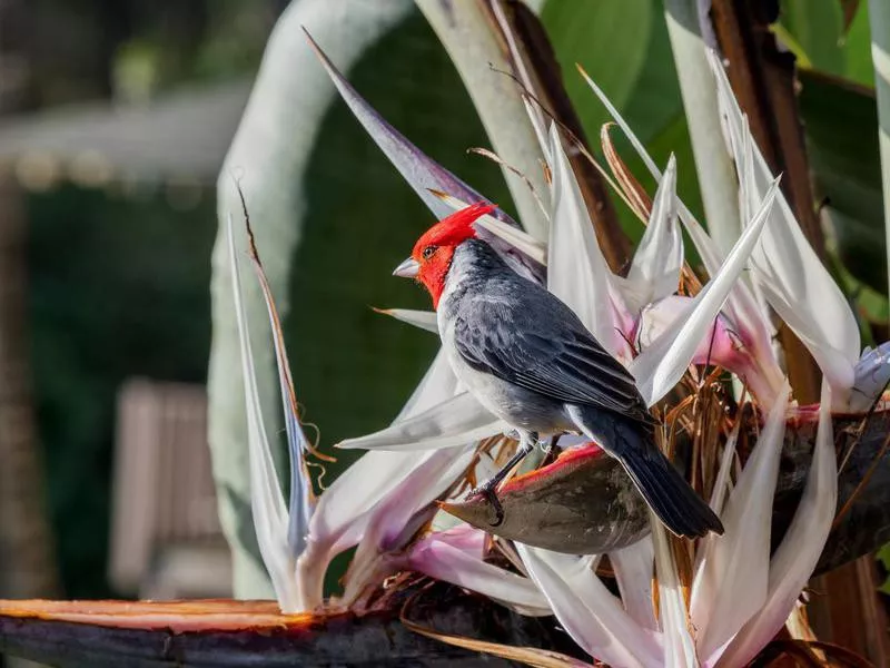 cardinal