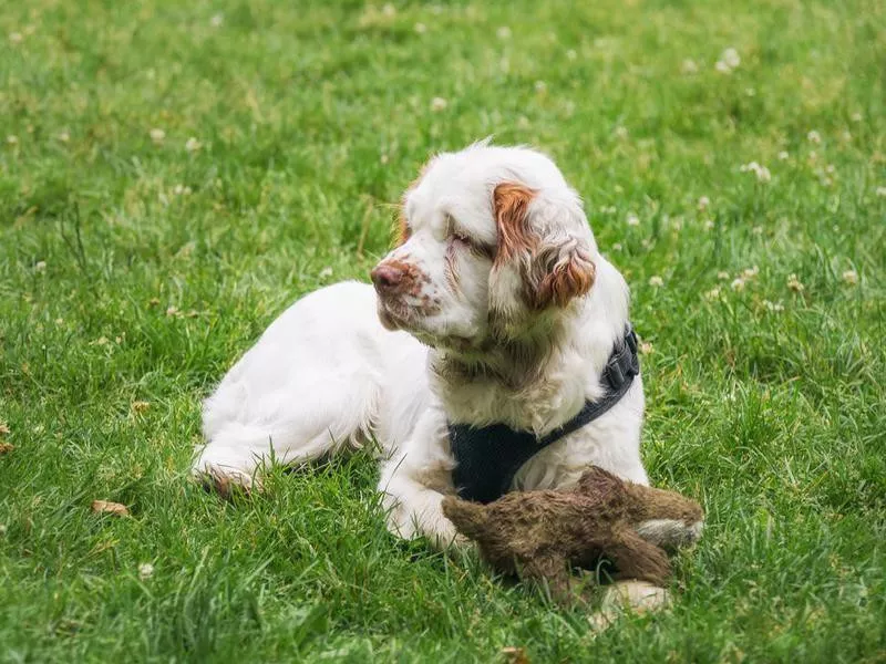 Clumber Spaniel