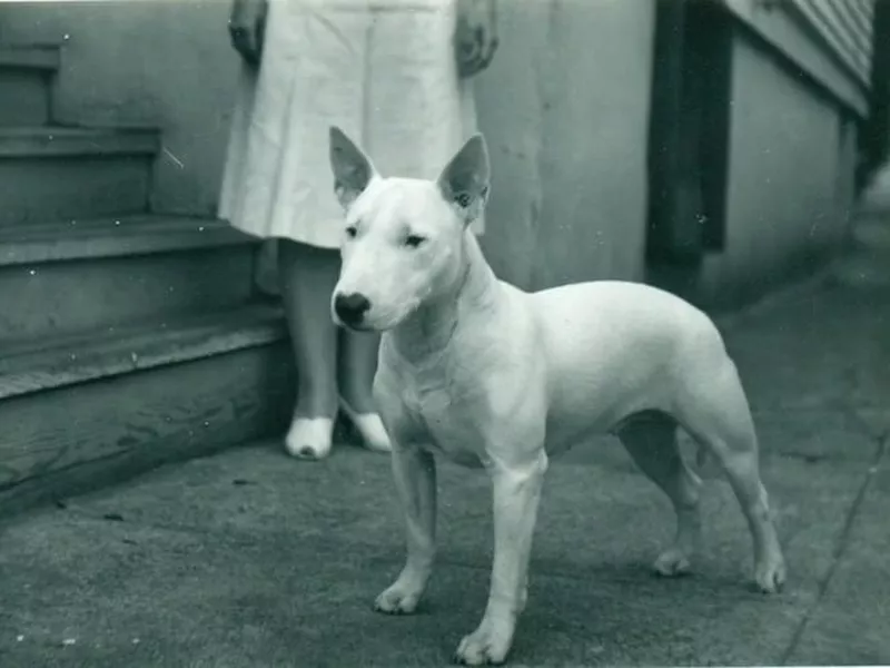 Bull terrier history