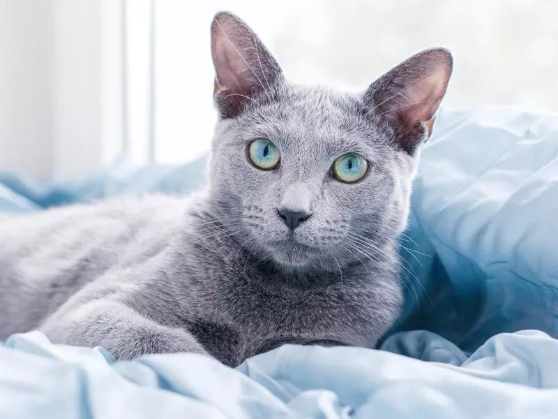 Russian Blue