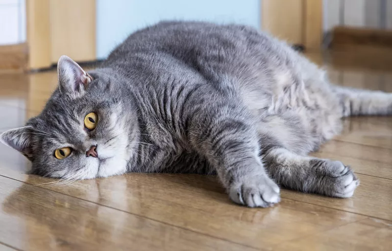 Fat British cat lying on the floor