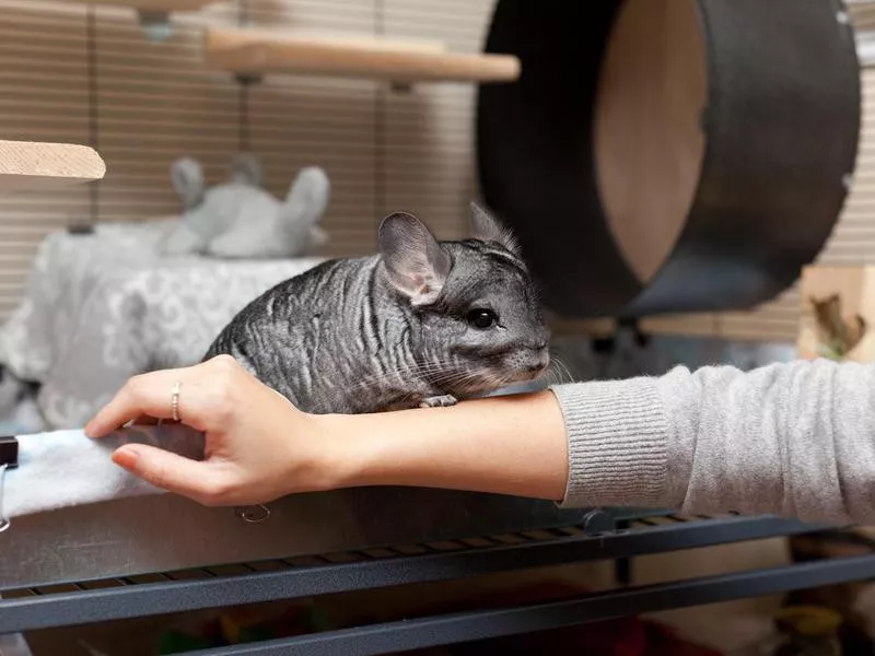 Chinchilla