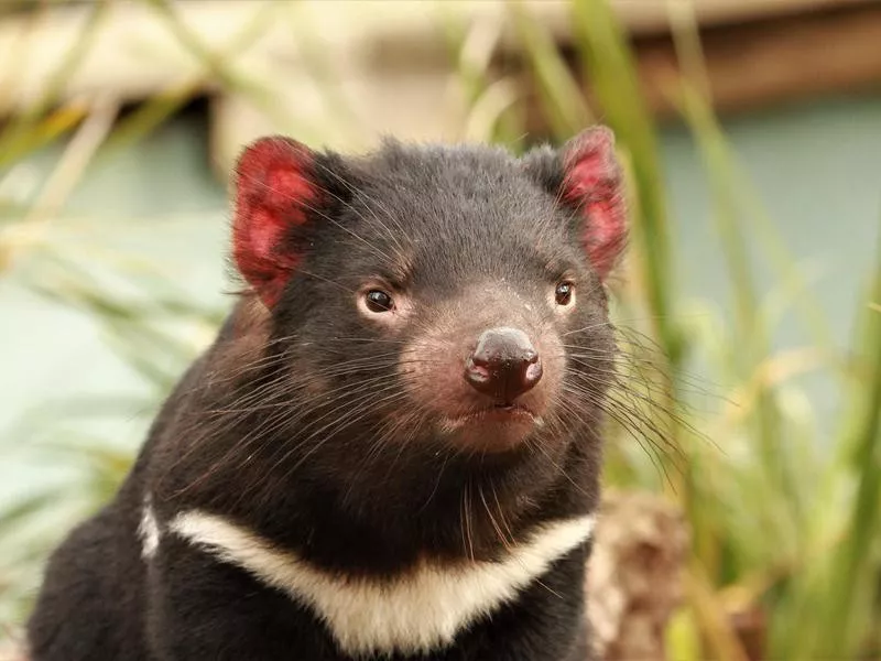 Bonorong Wildlife Sanctuary