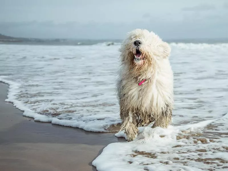 Old English Sheepdog