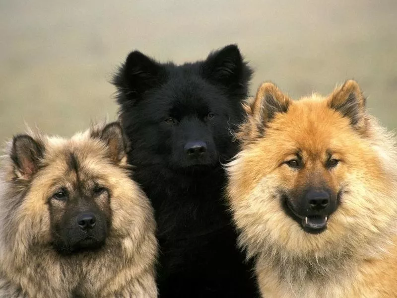 Eurasier