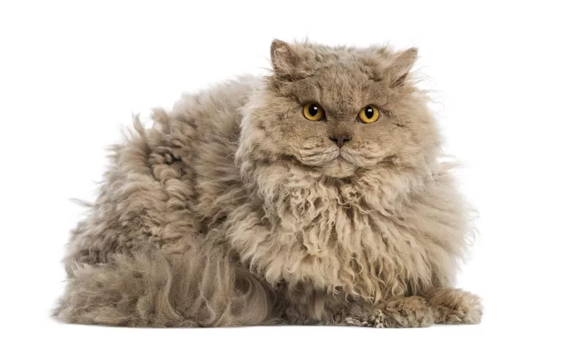 Selkirk rex cat