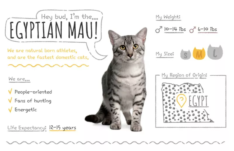 Egyptian Mau stats