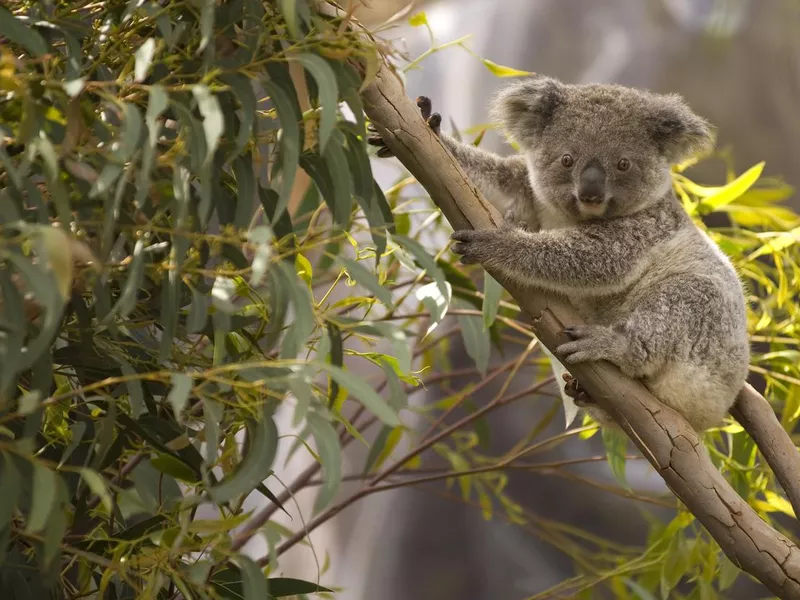 Lone koala hanging on the branches of a tree