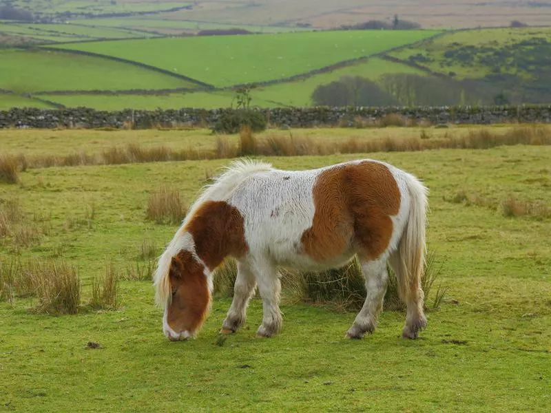 Dartmoor pony grazing