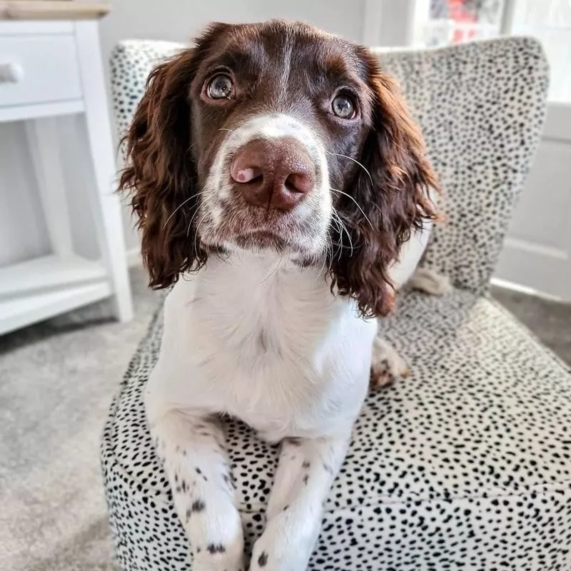 English Springer Spaniel