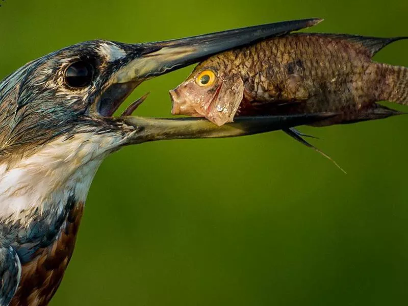 kingfisher