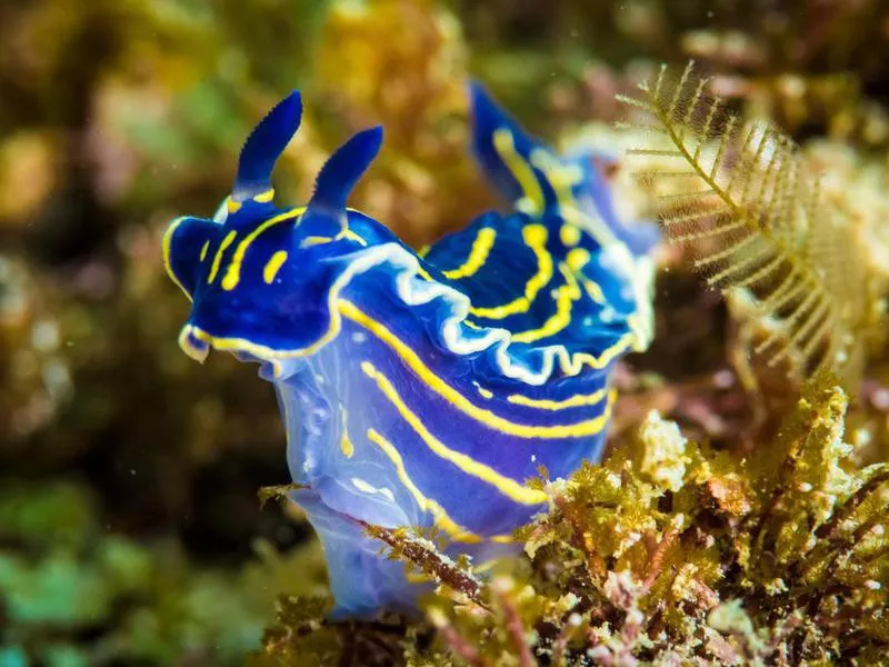 Nudibranch