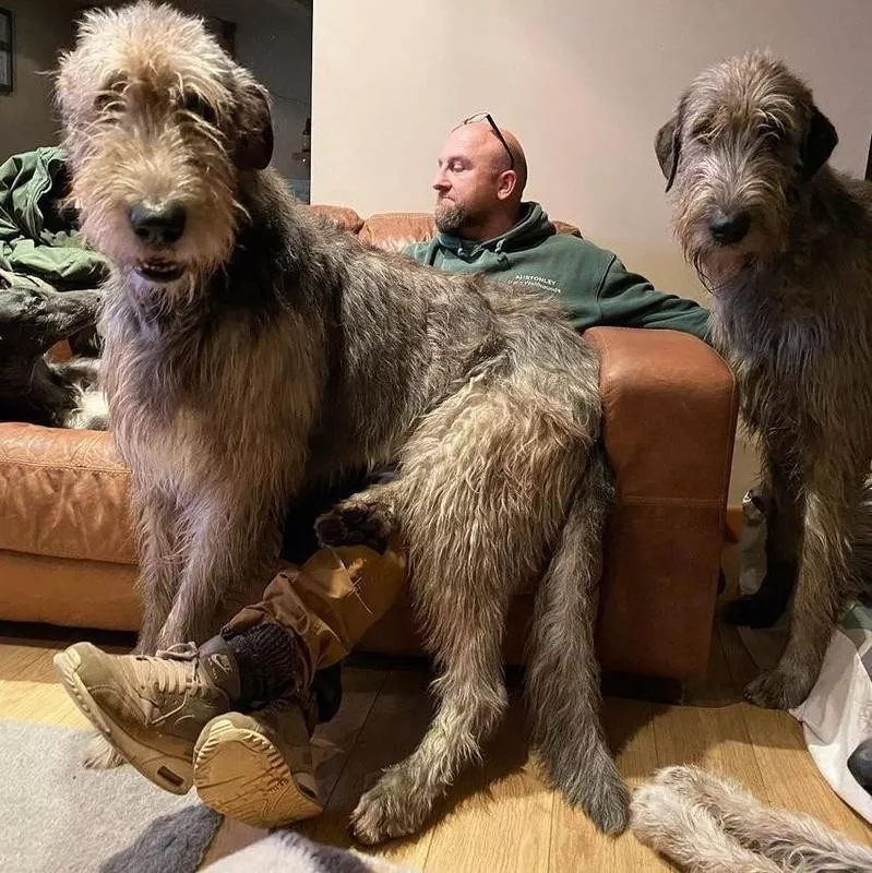 Irish Wolfhound