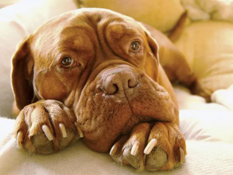 Bull mastif dog resting on arm chair in living room