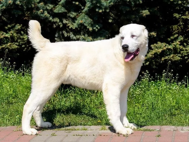 Central Asian Shepherd Dog