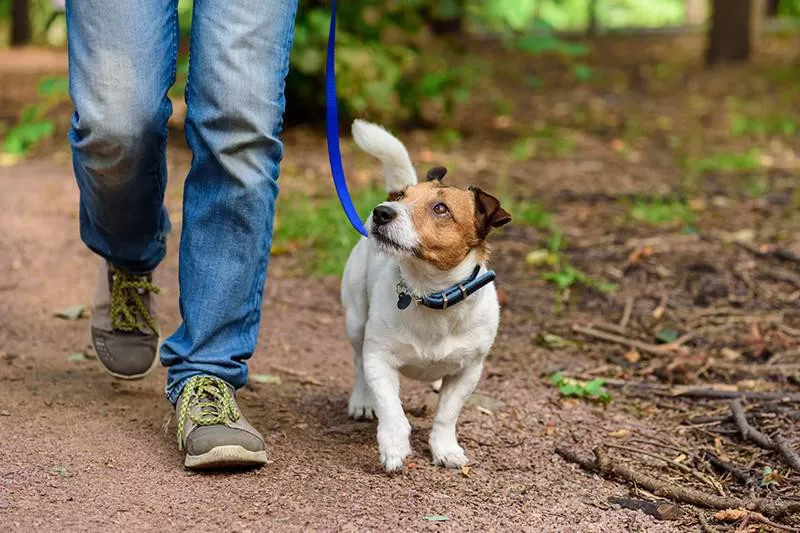 Jack Russell Terrier