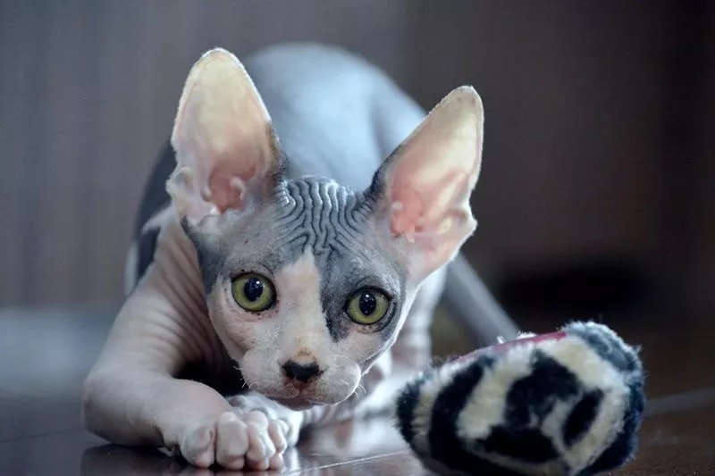 Sphynx