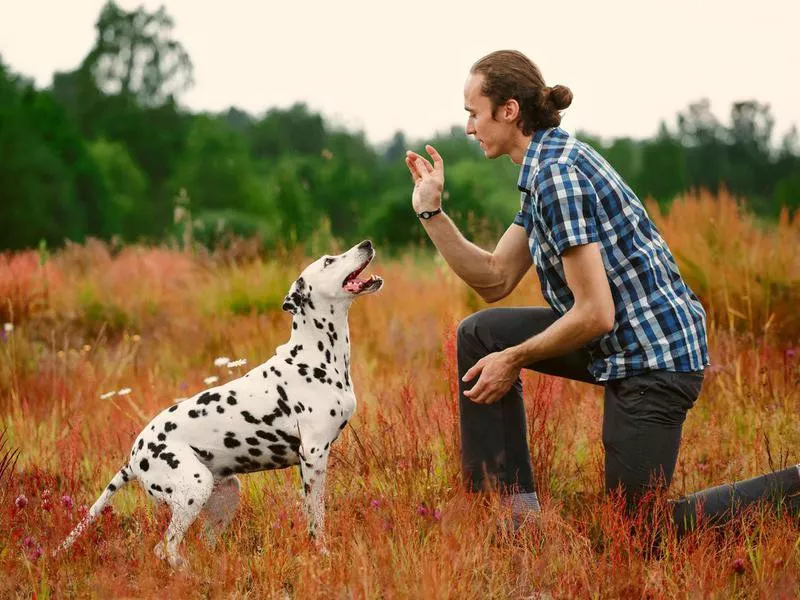 Dalmatian listening to command