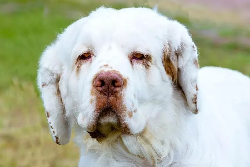 Clumber Spaniel