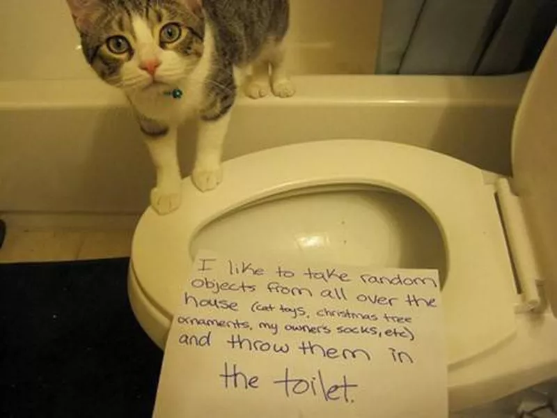 toilet cat