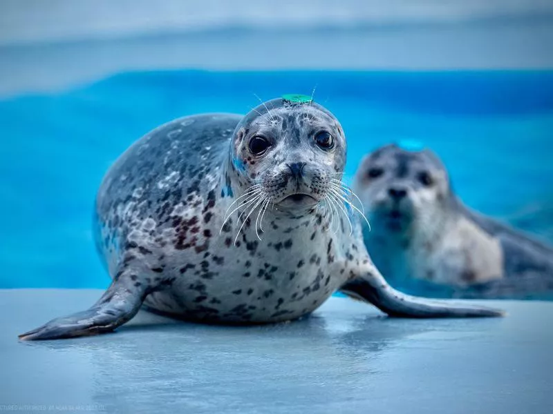 Alaska Sealife Center