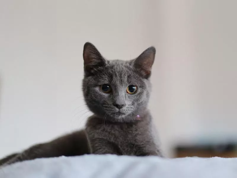 Russian Blue