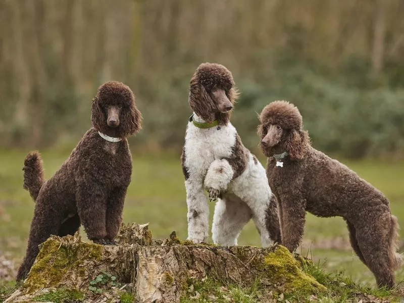 Standard Poodles