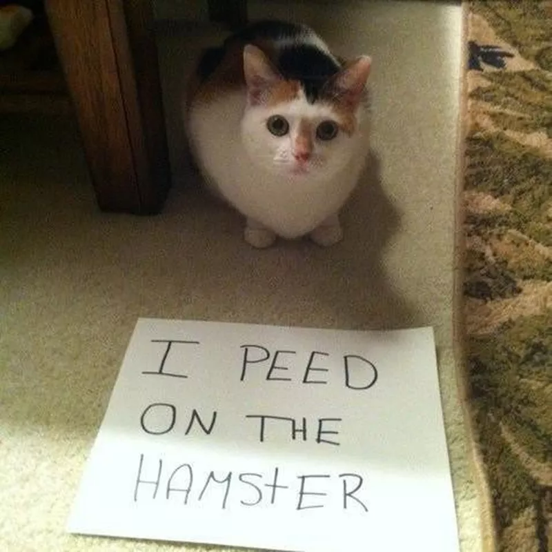 hamster