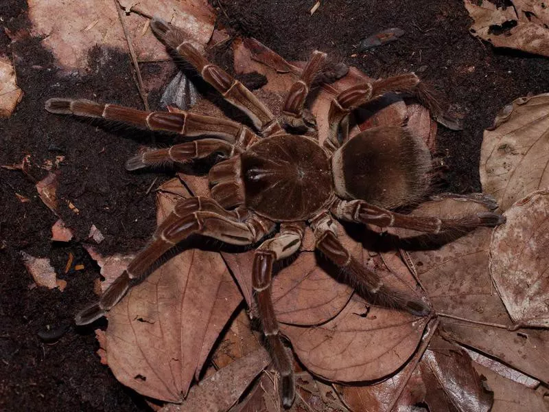 Goliath Bird Eating Spider